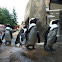 African penguin