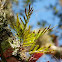 Fern