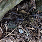 Wolf Spider