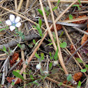 Pale flax