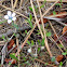 Pale flax