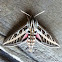 White-lined Sphinx