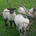 Sheep