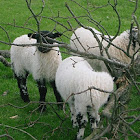 Sheep