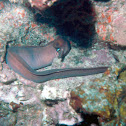 moray eel