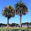 Canary Island Date Palm