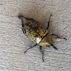 Eastern Hercules Beetle