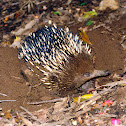 Short-beaked Echidna