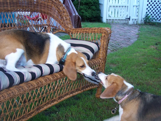 [Cape Cod 2007-2 008[4].jpg]