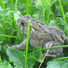 Eastern American Toad