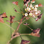 Capsella bursa-pastoris