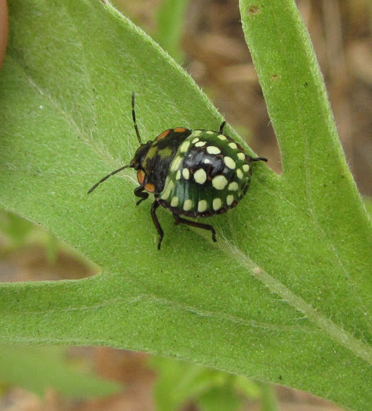 Spotting Image 1