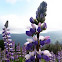 Lupin