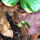 European Beech