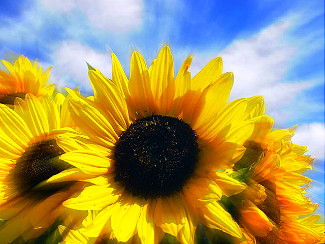 [Sunflower[22].png]