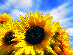 Sunflower