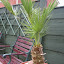 Fan palm...Chamaerops humilis