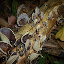 Fungus