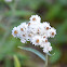 Pearly Everlasting