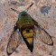 Pellucid Hawk Moth