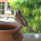 Bird