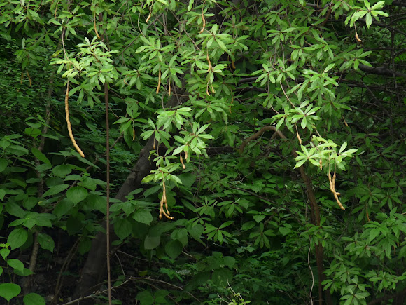 Spotting Image 1
