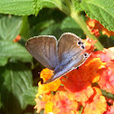 Mariposa canela estriada. Cinnamon striated butterfly