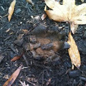 Fungus