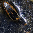 Florida Water Snake