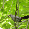 Gray catbird