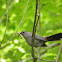 Gray catbird