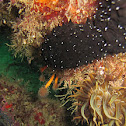 Sea cucumber