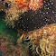 Sea cucumber