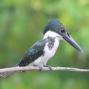 Green Kingfisher