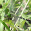 Eastern Pondhawk