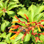 Firebush