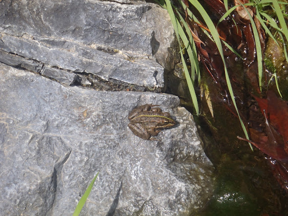 Spotting Image 1