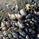Unknown spotting