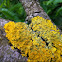 Sunburst Lichen