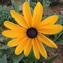 Black-eyed Susan