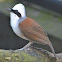 White-Crested Laughing Thrush