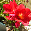 Freesias