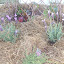 Lavender Avonview