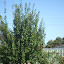 Kristiecav's Rose garden