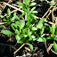 alyssum carpet of snow