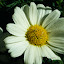 Federation Daisies - Surf City