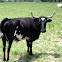 Texas Longhorn