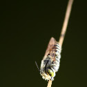 Megachilid bee