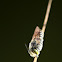 Megachilid bee