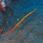 Many-banded Pipefish